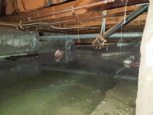 Best Sewage cleanup and water damage restoration  in Franklin, VA